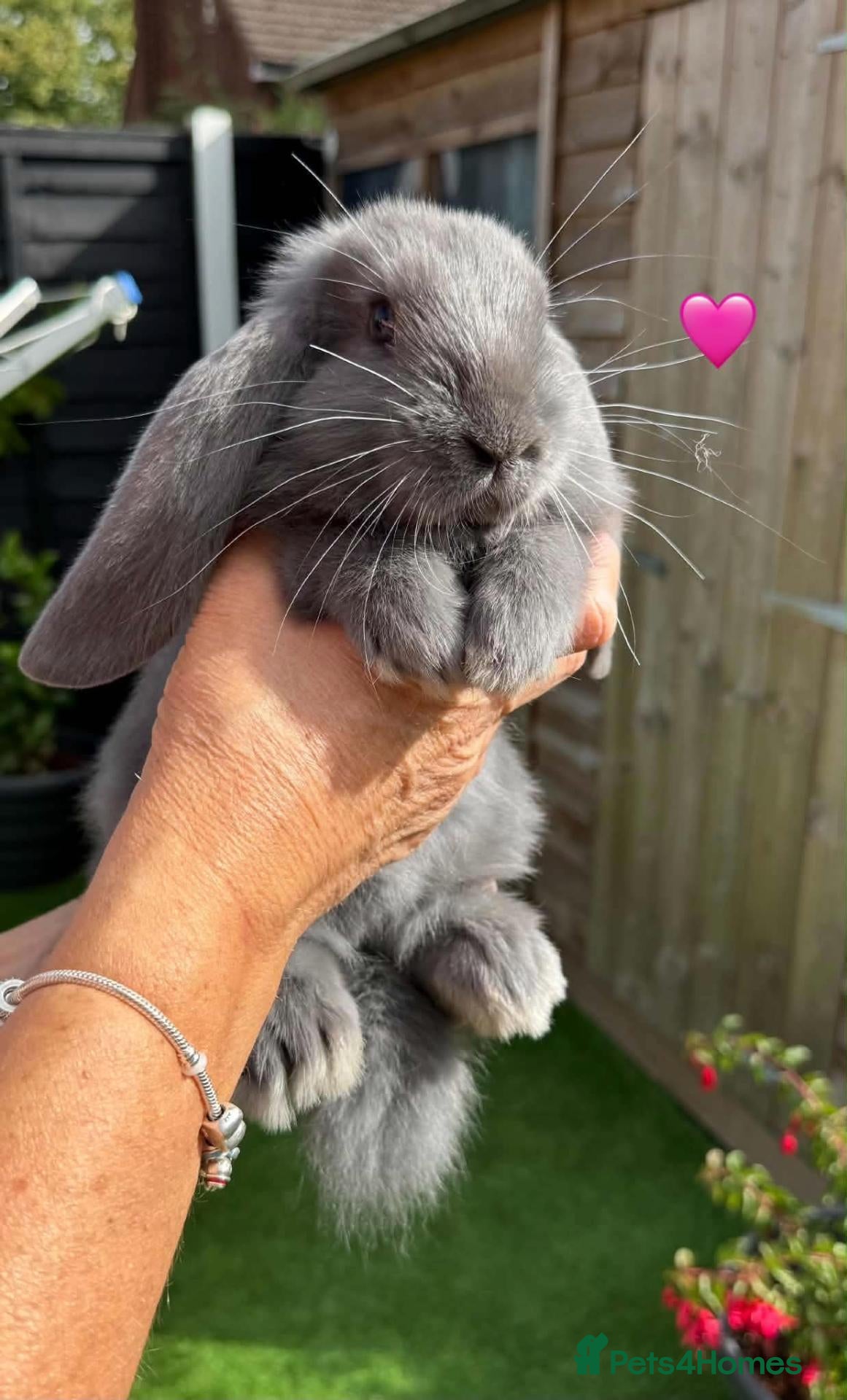 French Lop rabbits Pure French lops - Advert 1