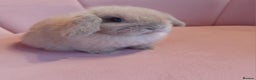 Mini Lop rabbits for sale: Beautiful Mini lop babies ready now   - Advert 1