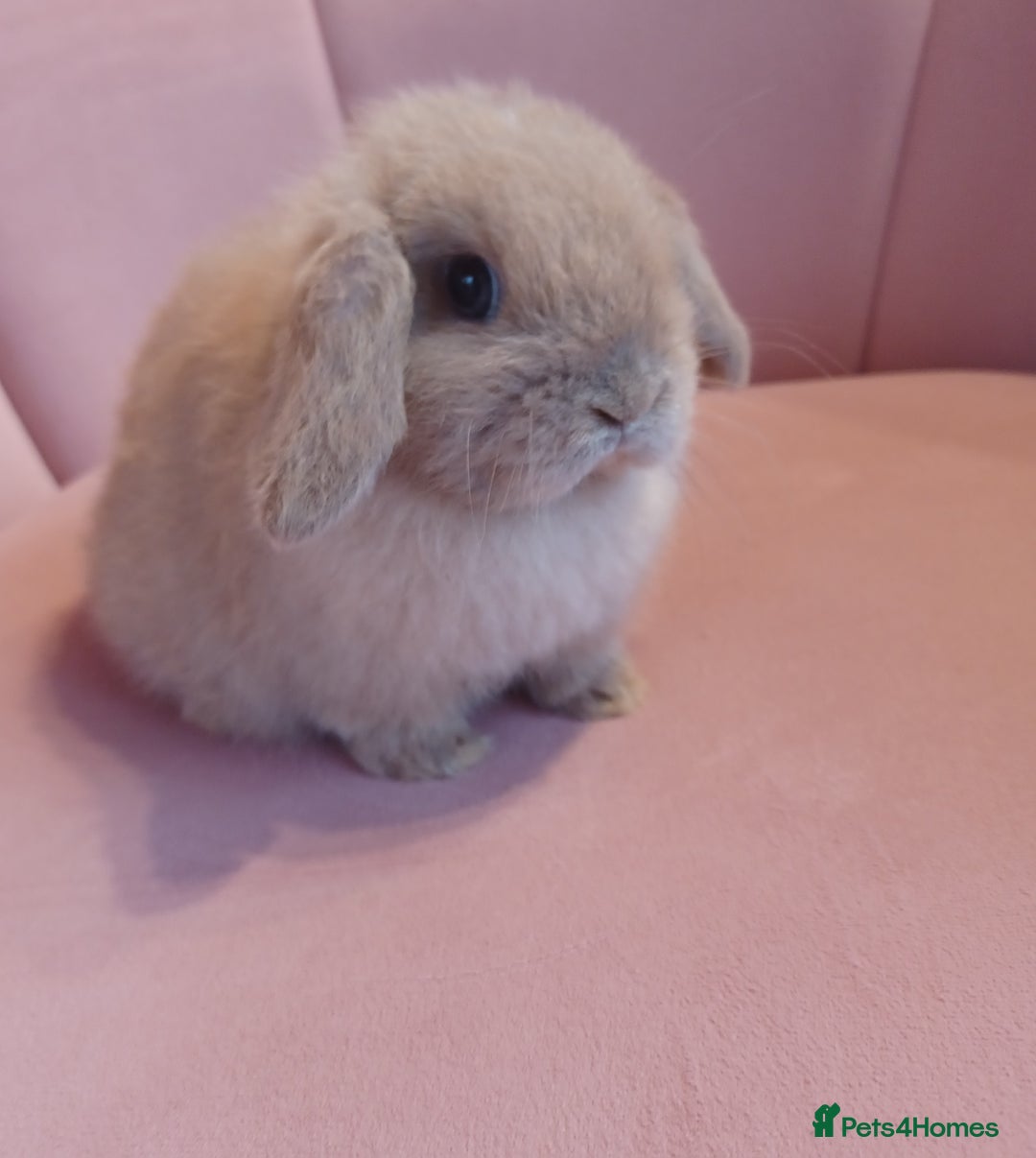 Mini Lop rabbits for sale: Beautiful Mini lop babies ready now   - Advert 1