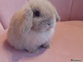 Mini Lop rabbits Beautiful Mini lop babies ready now - Advert 6