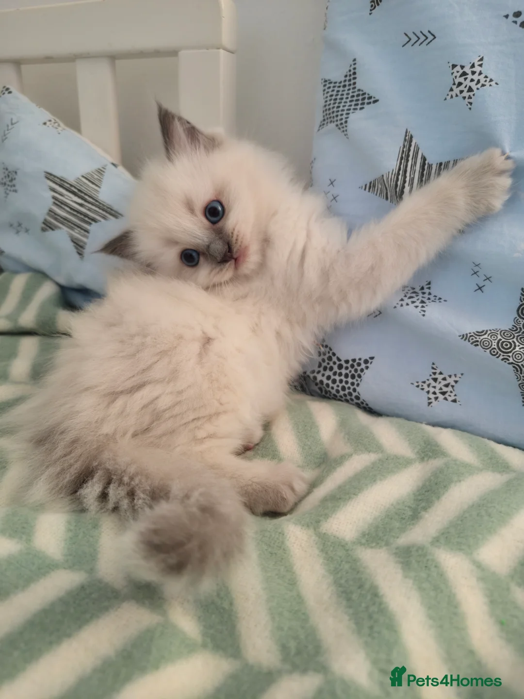 Ragdoll cats for sale:  Ragdoll (TYPE) kittens for sale - Advert 1