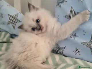 Ragdoll cats Ragdoll (TYPE) kittens for sale - Advert 4