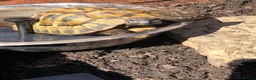 Tortoise reptiles for sale: Hermann tortoise - Advert 2