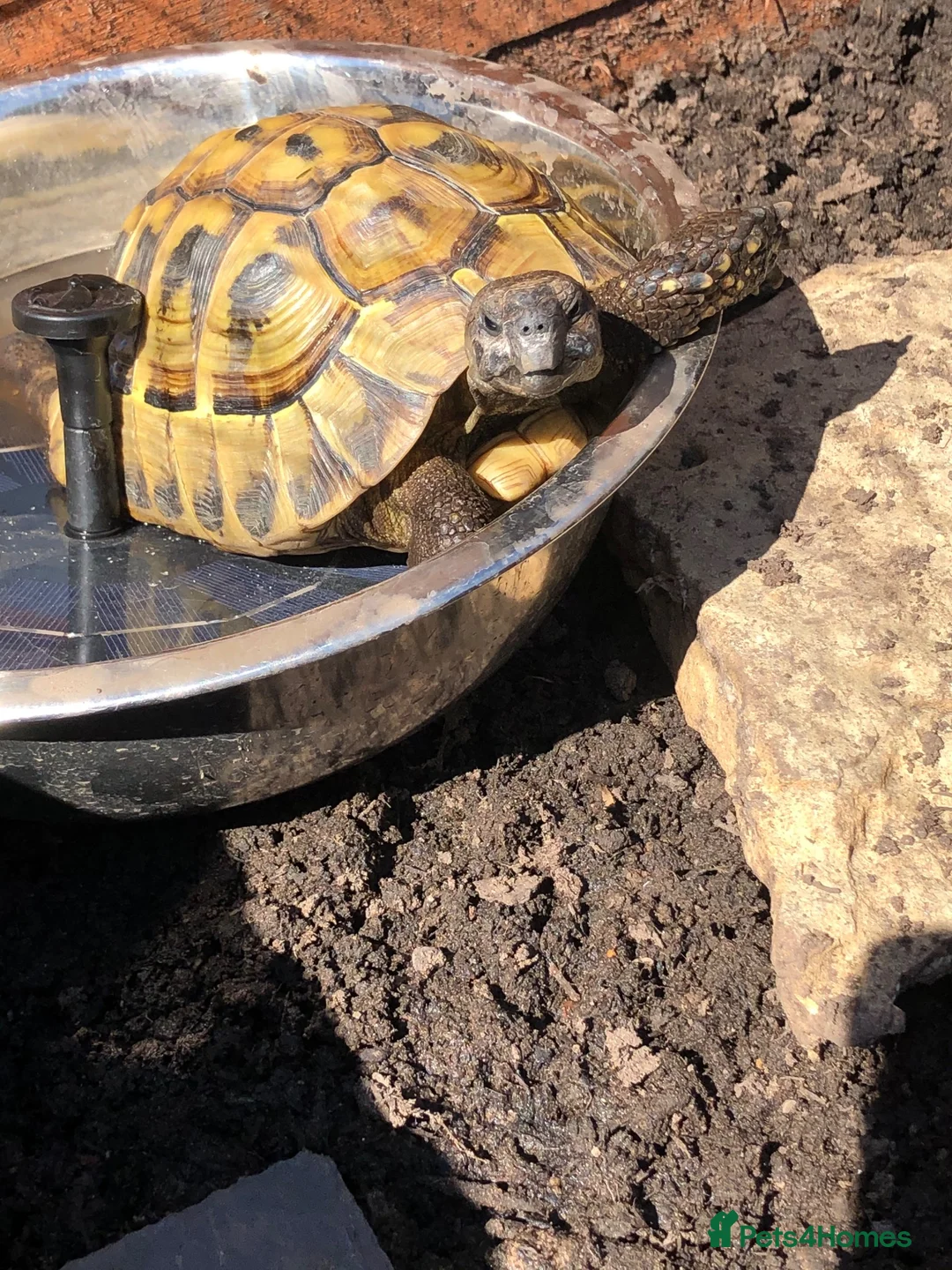Tortoise reptiles for sale: Hermann tortoise - Advert 2