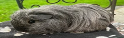 Guinea Pig rodents for sale: Gorgeous Cali bred guinea pigs.  - Advert 2