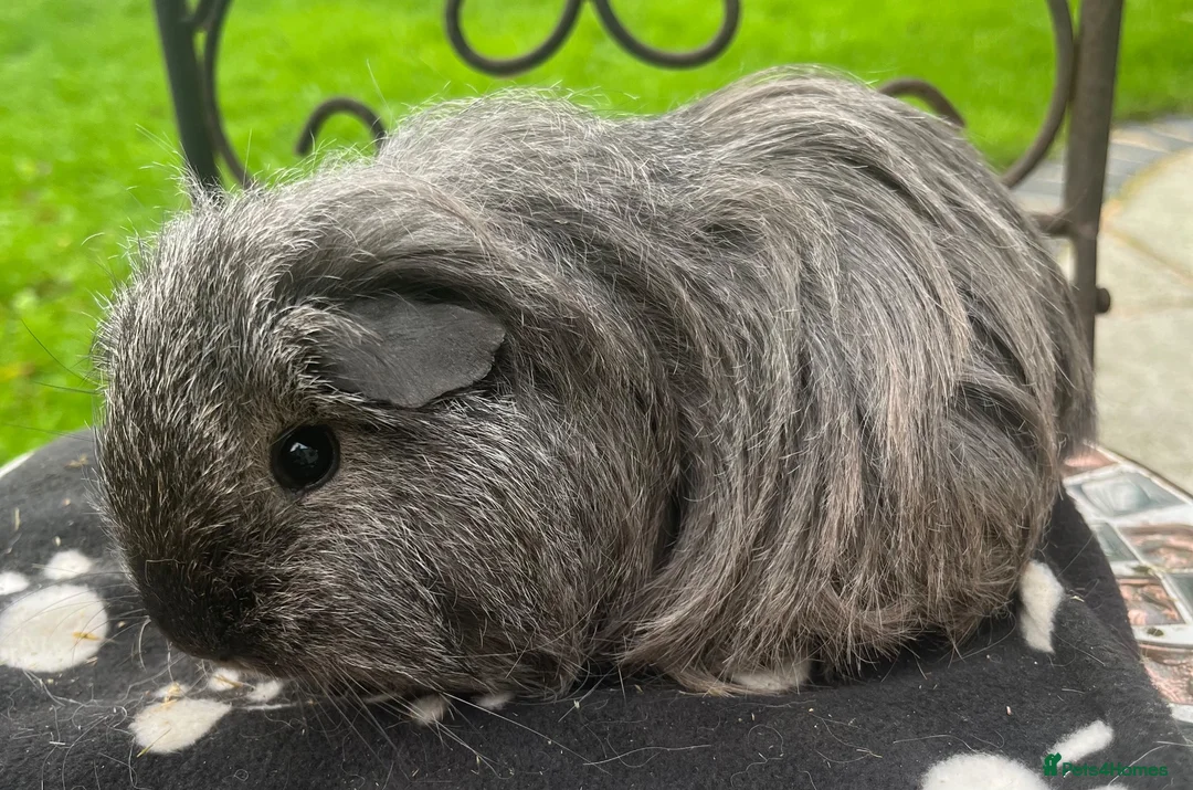 Guinea Pig rodents for sale: Gorgeous Cali bred guinea pigs.  - Advert 2