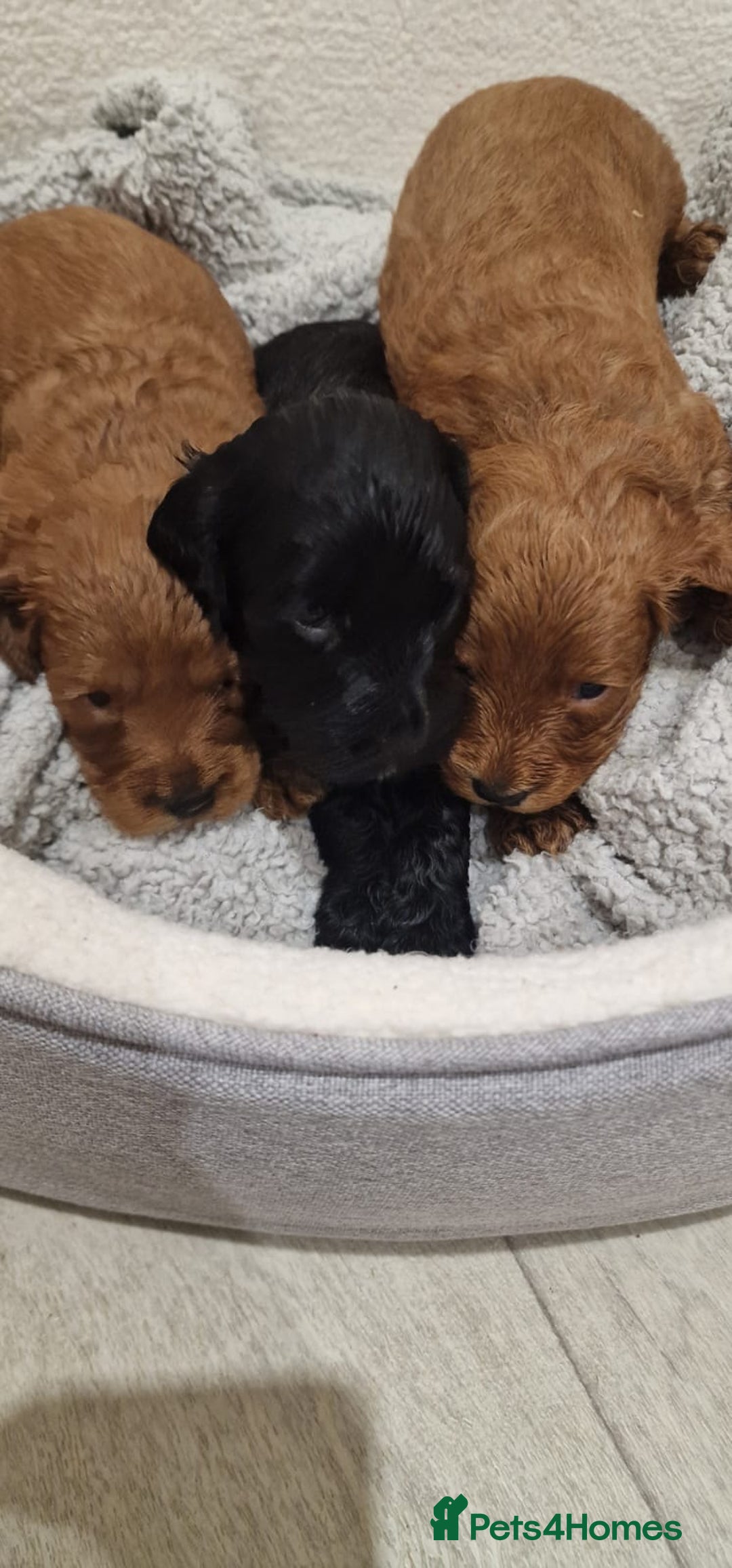Cockapoo dogs for sale: F1 cavapoo  - Advert 2
