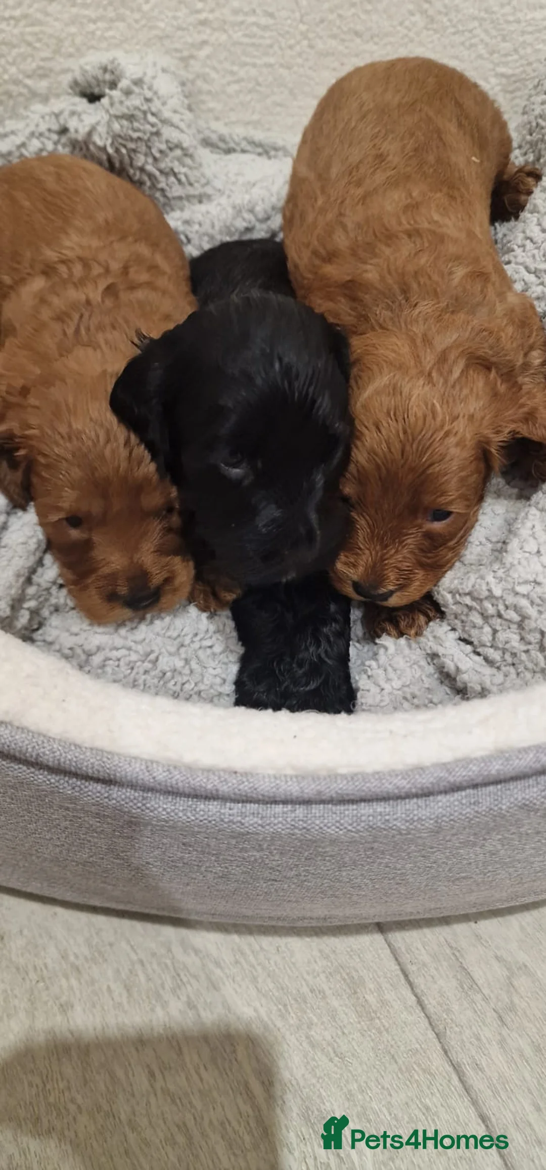 Cockapoo dogs for sale: F1 cockapoo  ready now - Advert 4