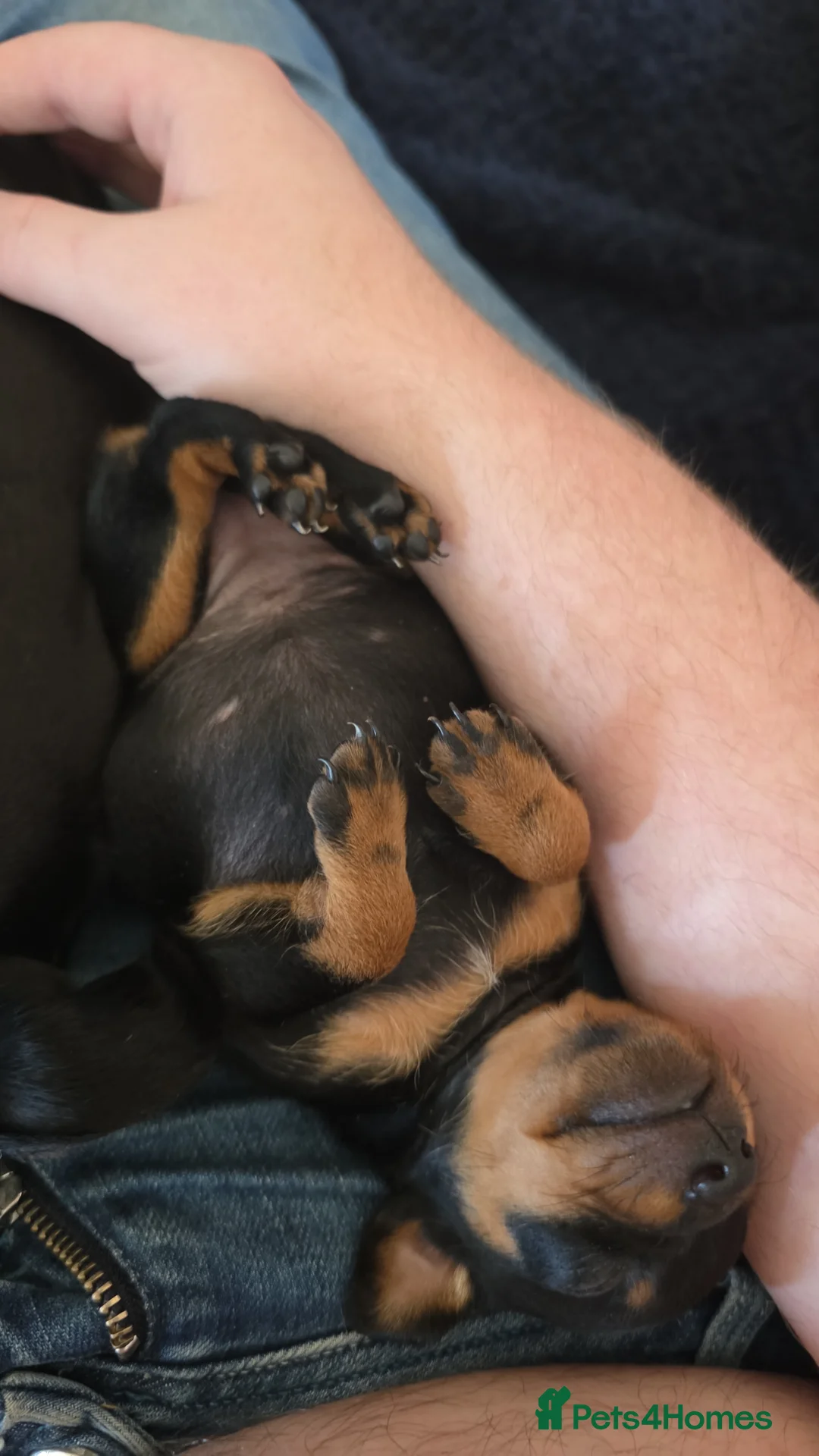 Miniature Pinscher dogs for sale: Beautiful miniature pincher pup in Morecambe - Advert 2