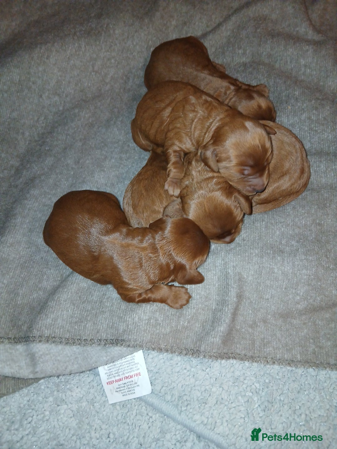 Cockapoo dogs for sale: Cockapoo puppies Ready 14th Feb - Advert 4