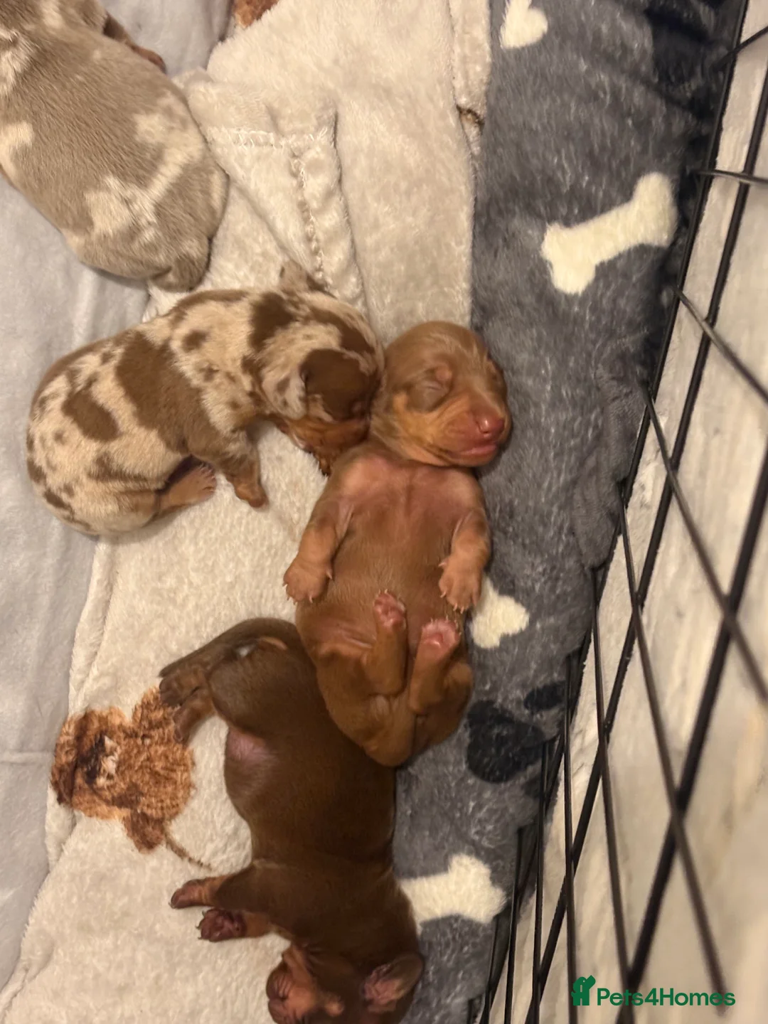 Miniature Dachshund dogs for sale: Miniature Dachshund Pups looking for Loving Homes - Advert 11