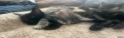 Maine Coon cats for sale: 7 GCCF registered Maine coon boys. - Advert 13