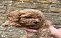 Cavapoo dogs for sale: Cavapoos puppies  - Image 22