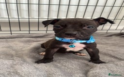 Staffordshire Bull Terrier dogs for sale: 5 PREMIUM STAFFS FOR SALE - Image 5