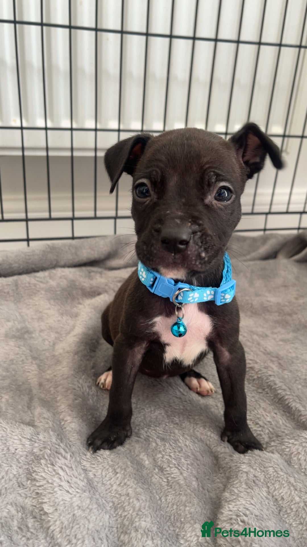 Staffordshire Bull Terrier dogs for sale: 5 PREMIUM STAFFS FOR SALE - Image 5