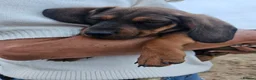 Dachshund dogs for sale: Beautiful Wild Boar Kaninchen Dachshund in Colchester - Advert 11