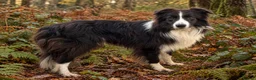 Border Collie dogs for sale: TRAINED BORDER COLLIE DOG BRED FOR TEMPERAMENT - Advert 2