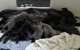 Staffordshire Bull Terrier dogs for sale: Blue and Black Staffordshire Bull Terriers - Image 2