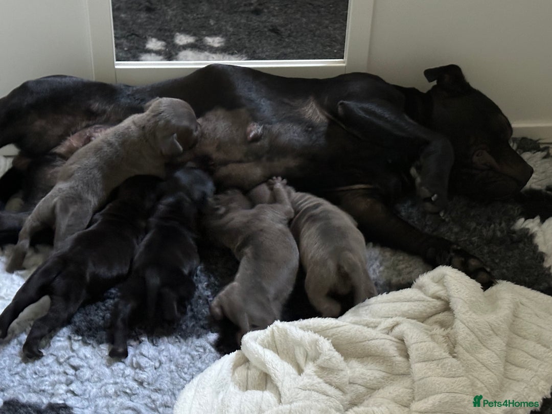 Staffordshire Bull Terrier dogs for sale: Blue and Black Staffordshire Bull Terriers - Image 2