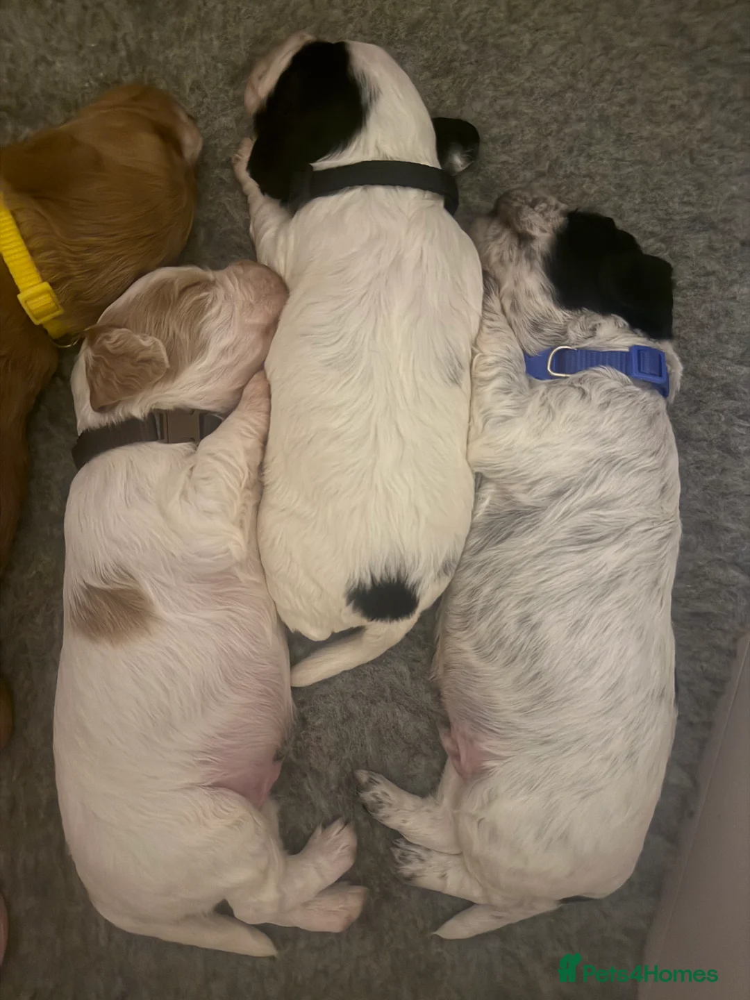 Cocker Spaniel dogs for sale: 🐶🐾 Exceptional Working Cocker Spaniel Puppies 🐾 - Advert 10