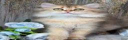 British Shorthair cats for sale: TICA BSH & BLH Golden kittens 😻 - Advert 11