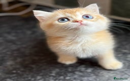 British Shorthair cats for sale: GCCF reg British Shorthair Chocolate Gold Kittens  in London - Image 24