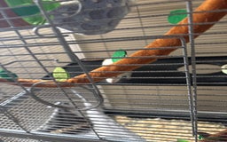 Rat rodents for sale: 2 lovely rats  - Image 1