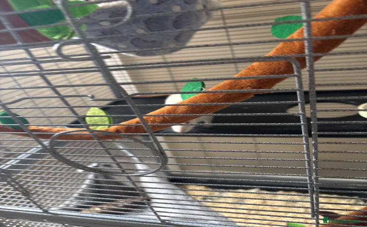 Rat rodents - Advert 1