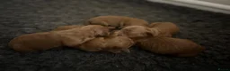 Cockapoo dogs for sale: Toy cockapoo puppies  - Advert 1