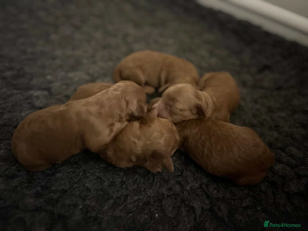 Cockapoo dogs for sale: Toy cockapoo puppies  - Advert 1