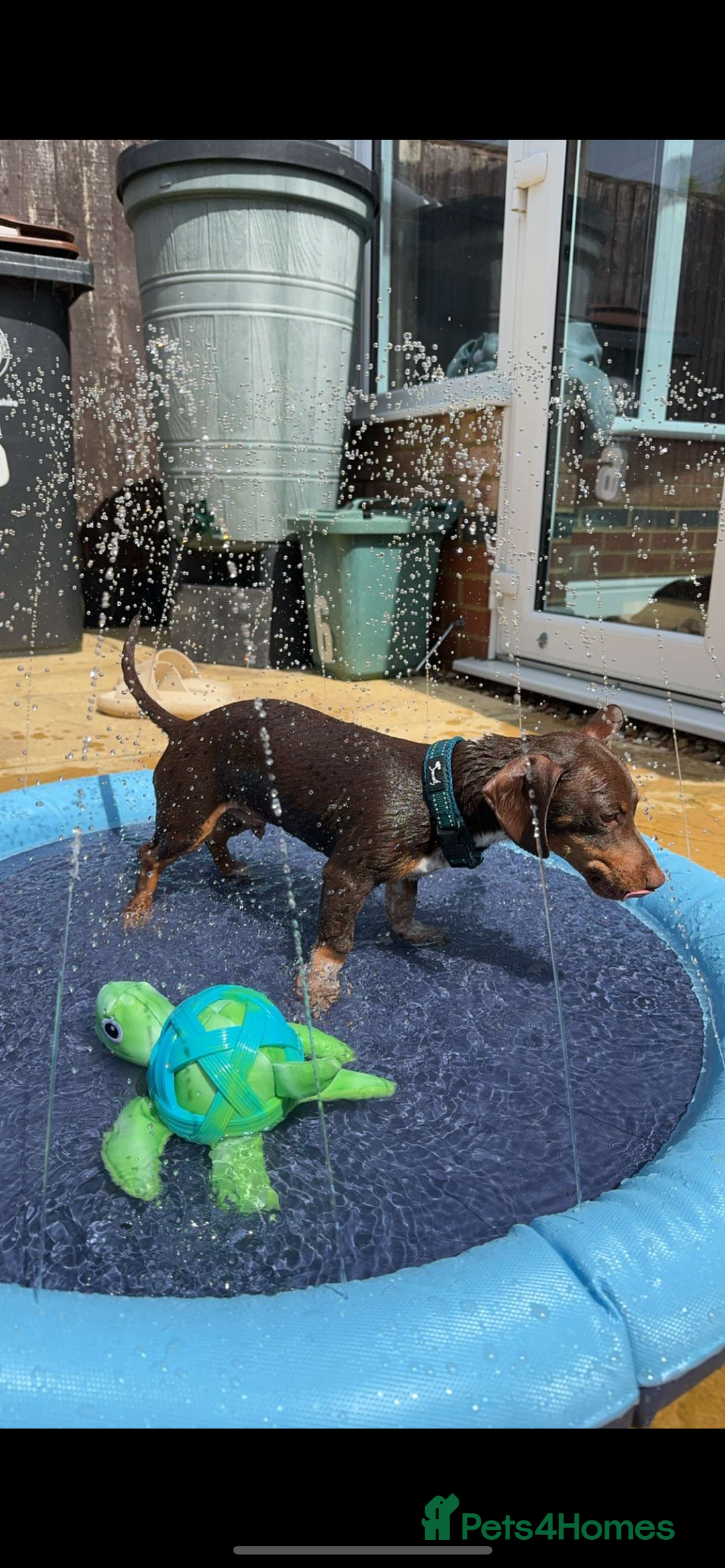 Mixed Breed dogs for sale: Ozzie (aka Weenie) - Miniature Dachshund Cross  - Image 7