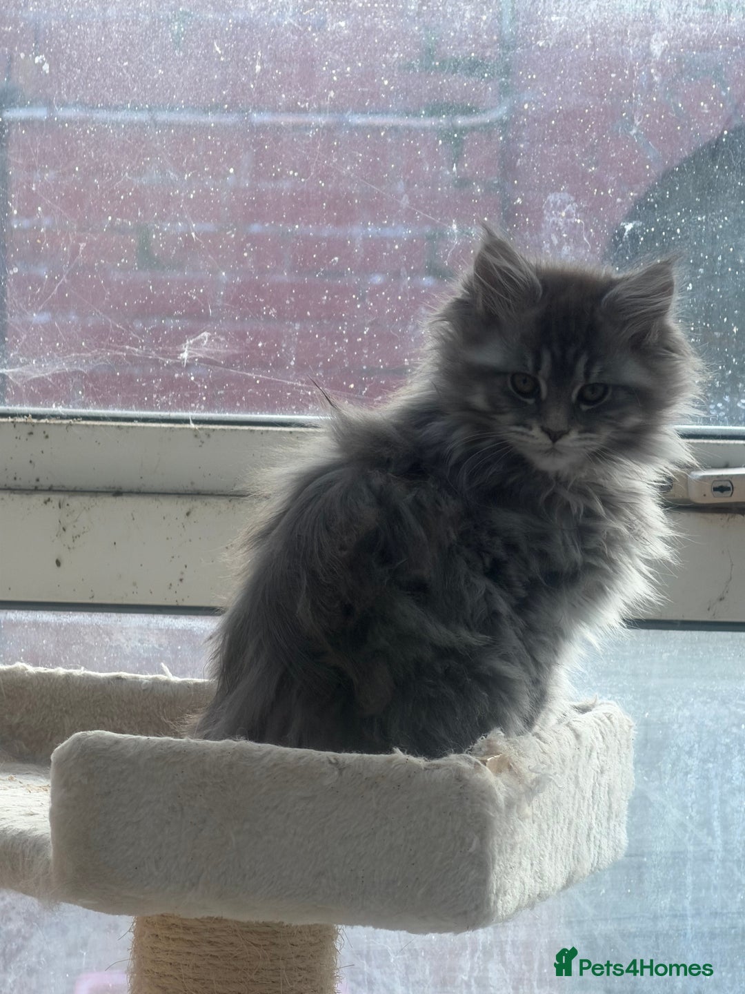 Maine Coon cats for sale: Maine Coon - Advert 30