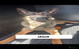 Belgian Shepherd Dog dogs for sale: 6 adorable Belgian malinois puppy's for sale  - Image 8