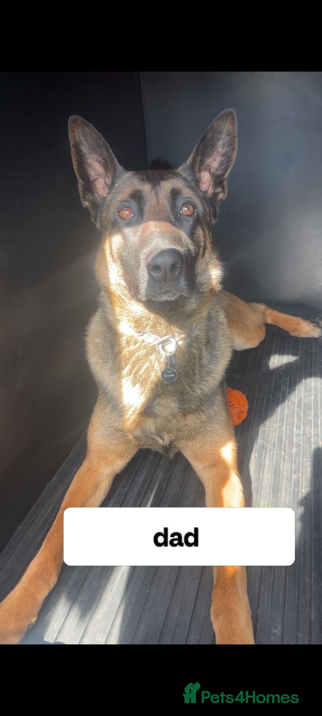 Belgian Shepherd Dog dogs for sale: 6 adorable Belgian malinois puppy's for sale  - Image 8