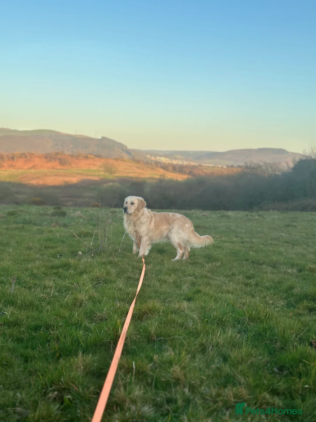 Golden Retriever dogs for stud: Hugh - Golden Retiver Stud  in Neath - Advert 6