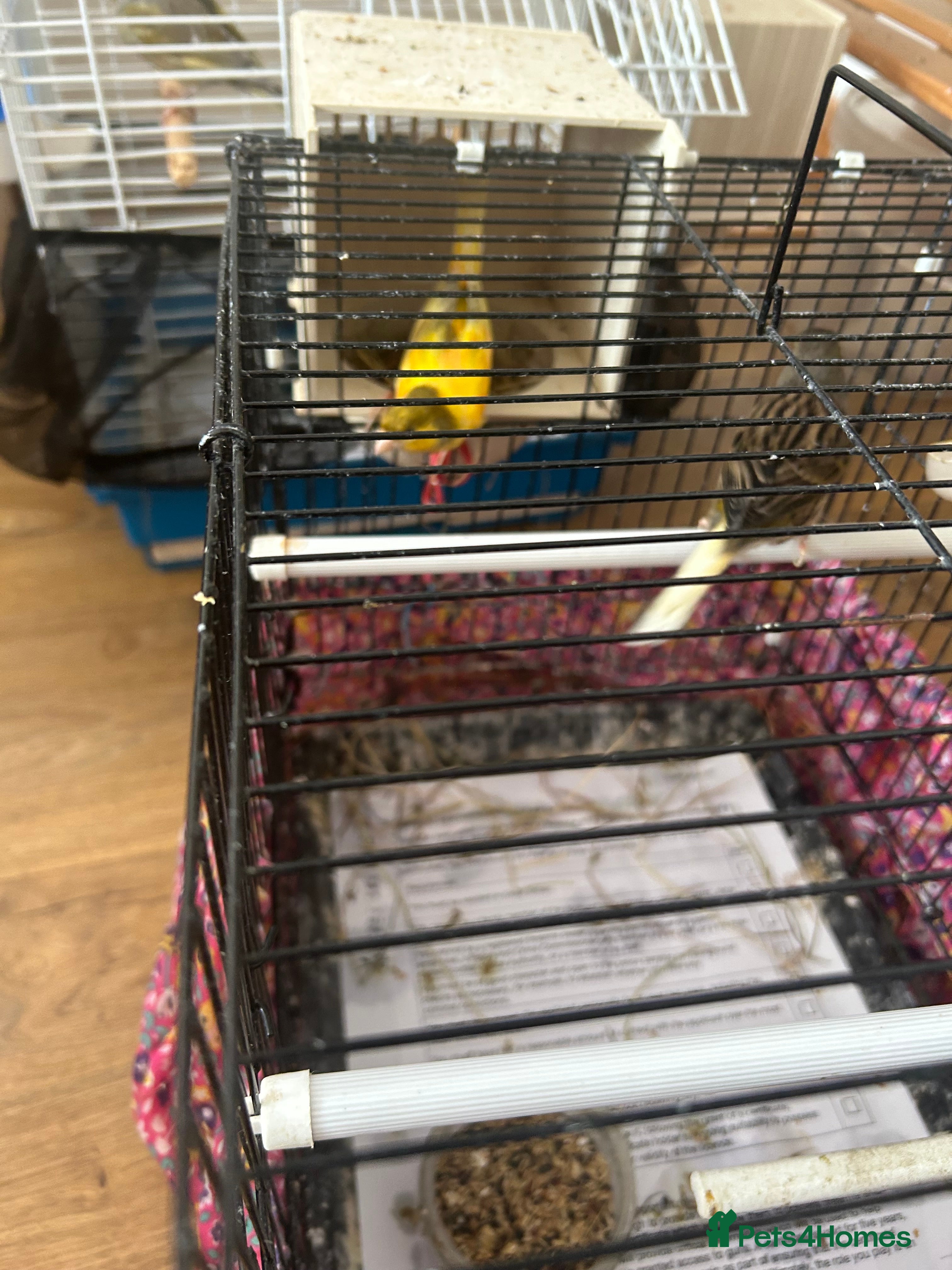 Canaries birds Pair Canaries, Various Colours. £65  - Advert 14