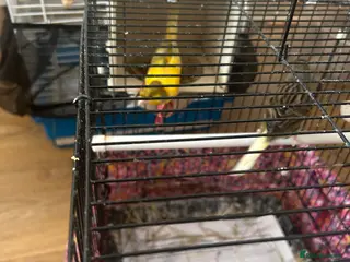 Canaries birds Pair Canaries, Various Colours. £65 - Advert 14