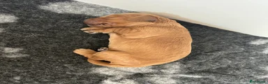 Cockapoo 3