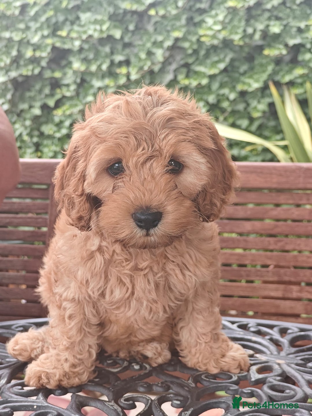 Cockapoo dogs for sale: Cockapoo for sale  - Image 4
