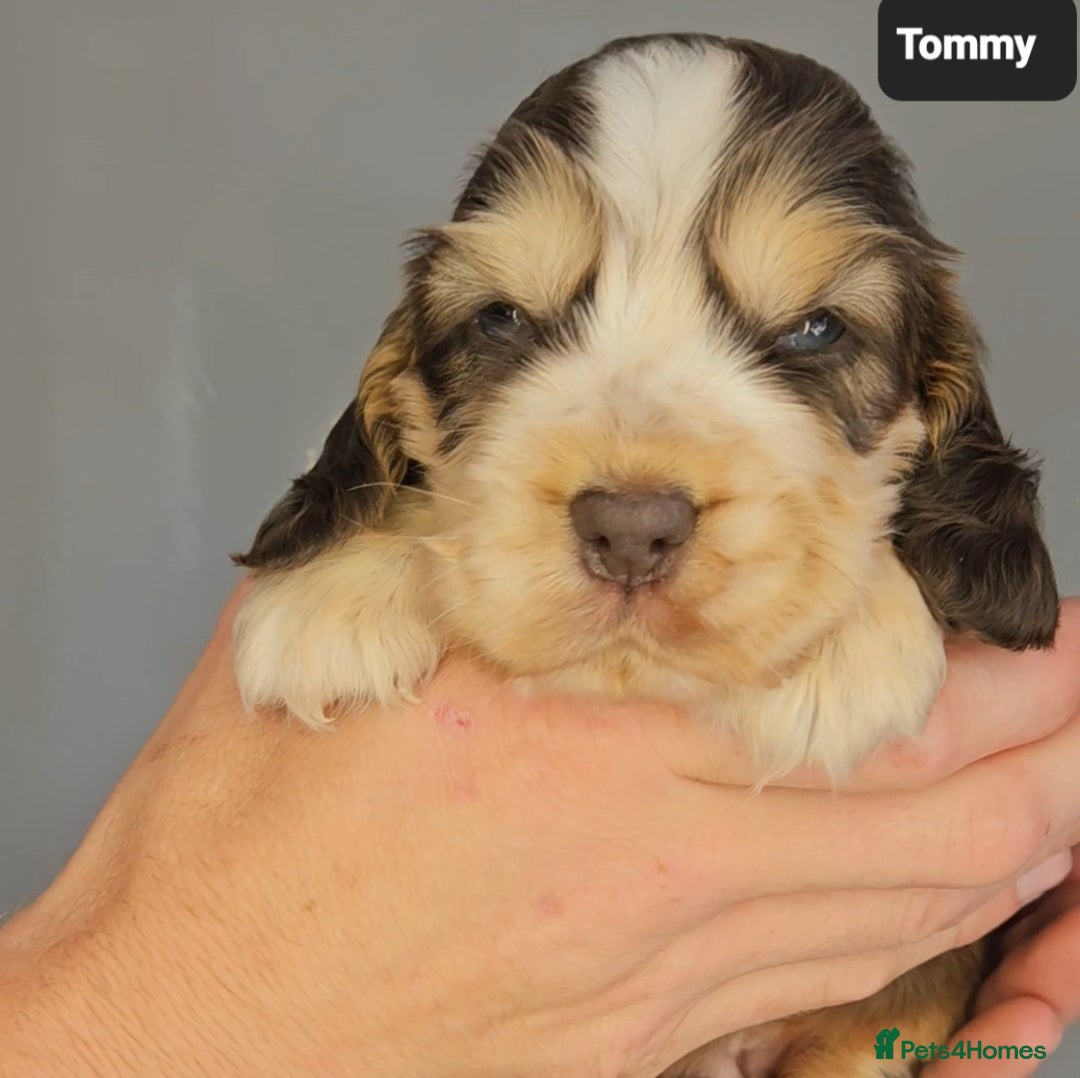Cocker Spaniel dogs for sale: Exceptional Pedigree Kc Champion Show Cockers - Image 7