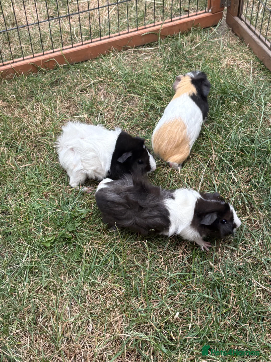 Guinea Pig rodents for sale: 3 Male guinea pigs  in Newark - Advert 9