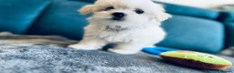 Maltese dogs for sale: 1 BOY RESERVED Maltese Boys. Ready for collection  - Advert 15