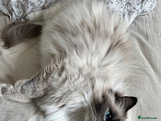 Ragdoll cats in London - Advert 6