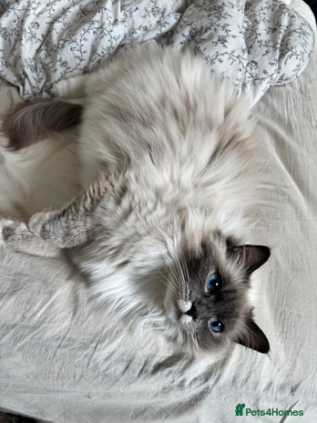 Ragdoll cats in London - Advert 15