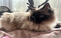 Ragdoll cats for sale: Seal point ragdoll cat  - Image 2