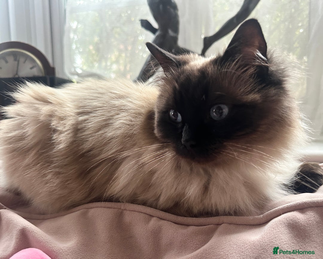 Ragdoll cats for sale: Seal point ragdoll cat  - Image 2