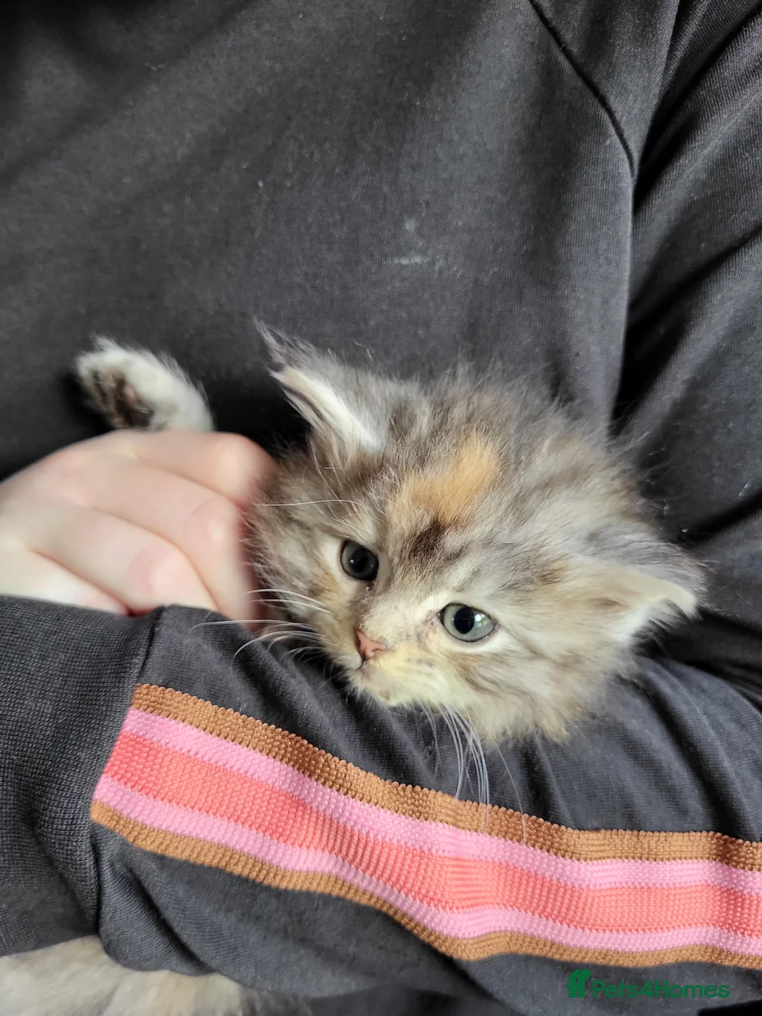 Maine Coon cats for sale: Maine Coon x kittens available now! - Advert 5