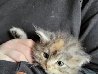 Maine Coon cats Maine Coon x kittens available now! - Advert 9