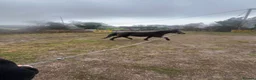 New Forest horses for sale: 13.1 new forest pony for sale in Manchester - Advert 4