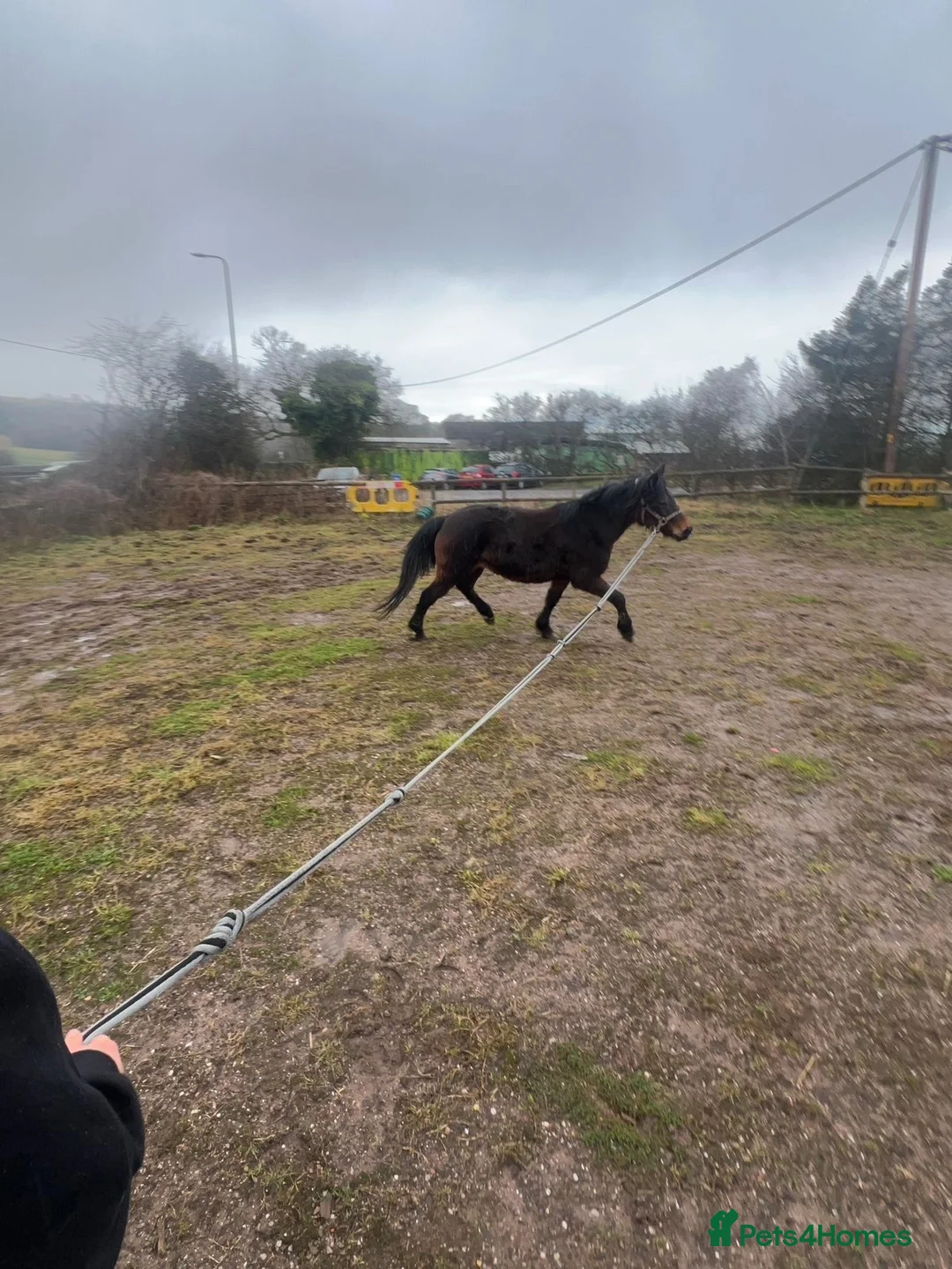 New Forest horses for sale: 13.1 new forest pony for sale in Manchester - Advert 4